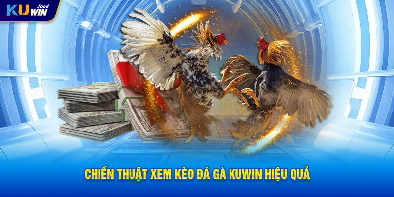 Chiến thuật xem kèo đá gà KUWIN hiệu quả